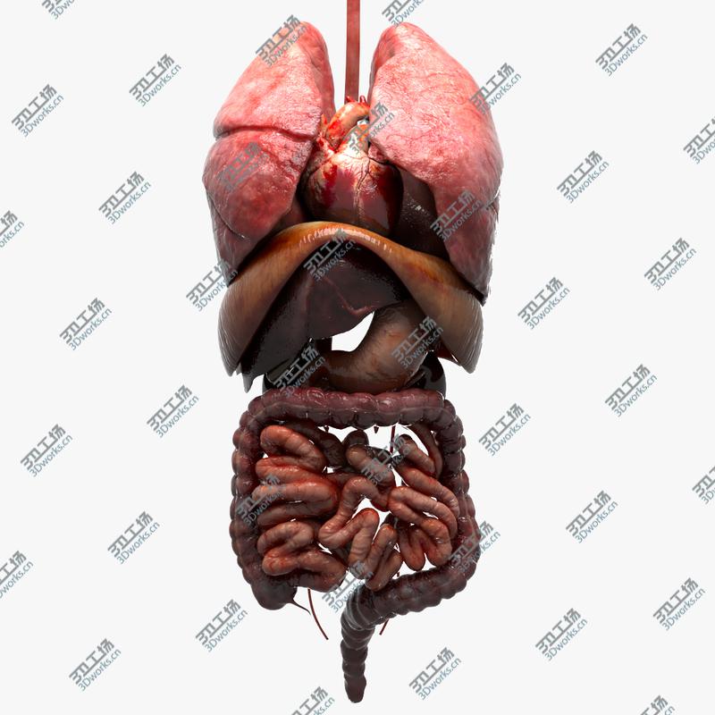 images/goods_img/20210113/Human Internal Organs 3D model/1.jpg